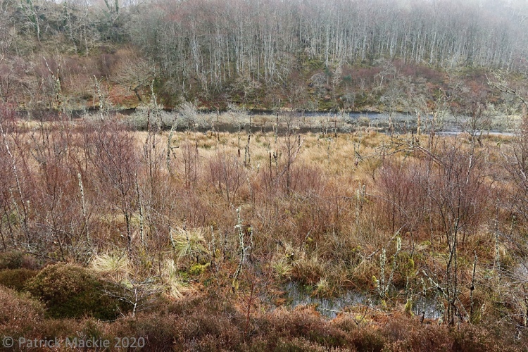 A beaver landscape
